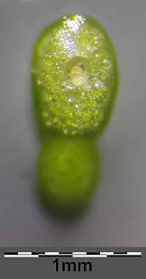 Image result for Wolffia