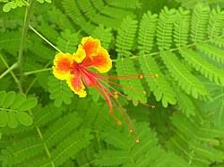 Image result for Caesalpinia