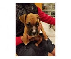 Our boxer puppies for sale come from either usda licensed commercial breeders or hobby breeders with no more than 5 breeding mothers. Boxer Puppies For Sale In Las Vegas Nevada Puppies For Sale Near Me