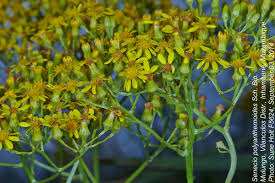 Image result for Senecio polyanthemoides