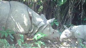 Puji sinareng sukur ku kuring saparakancaka sumanggakeun mung ka gusti nu maha suci sabab mungguhing ridho ti anjeunna sim kuring saparakanca tiasa ngarengsekeun salasahiji pancen mata kuliah menyimak intensif ti kersana dosen nanin nurnaningsih, s.pd nyaeta pedaran ngeunaan kawih jeung kakawihan. 7 Objek Wisata Menarik Di Taman Nasional Ujung Kulon