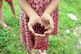 Mash the berries and pour the vinegar/water solution over them. Learn For Yourself How To Use Those Beautiful Wild Chokecherries