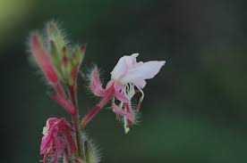 Image result for Oenothera lindheimeri