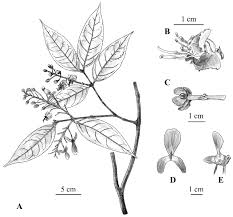 Image result for Flabellariopsis acuminata