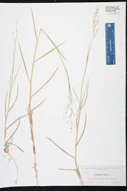 Image result for Panicum repens