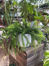 Image result for Huperzia verticillata