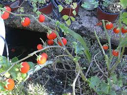 Image result for Solanum aculeatissimum