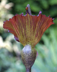 Image result for Amorphophallus richardsiae