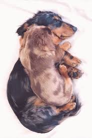 cute dachshund dogs sleepingcute