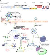Structural biology of SARS-CoV-2: open the door for novel therapies |  Signal Transduction and Targeted Therapy