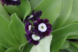 Image result for Primula x pubescens