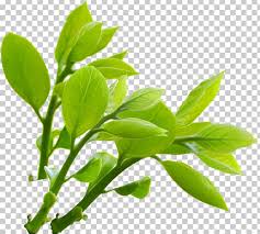 You can download them in psd, ai, eps or cdr format. Nature Png Clipart Balance Of Nature Bild Branch Clip Desktop Wallpaper Free Png Download