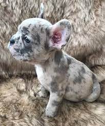 Blue and merle french bulldog puppiess from a breeder near you by dogsnow.com. French Bulldog Puppies For Sale Worcester Ma 285957