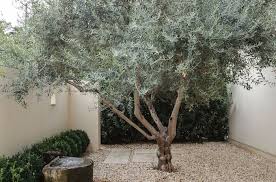 Genius Garden Ideas 10 Landscapes With Olive Trees Gardenista Tree Garden Design Olive Trees Garden Easy Landscaping