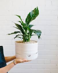 Deep pot body designed for frying, with oil strainer, reduce fat intake. Peace Lily Spathiphyllum Angus Celeste