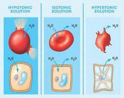 An animal cell placed in a hypertonic solution will quizlet. If A Cell Is Placed In A Hypertonic Solution What Will Happen A The Cell Will Lose Water To Its Brainly Com