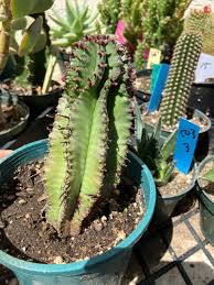 Image result for Euphorbia pfeilii