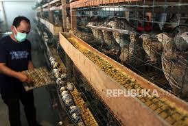 Check spelling or type a new query. Harga Daging Dan Telur Ayam Di Sukabumi Terus Naik Republika Online