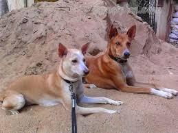 Indian Pariah Dog Dog Breed Description And Characteristics Dog Breeds Ancient Dog Breeds Ancient Dogs