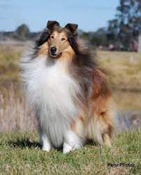 Pin On Shelties Collies