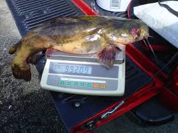 Flathead Catfish Online Tournament Pensacola Fishing Forum