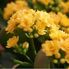 Image result for Kalanchoe calandiva