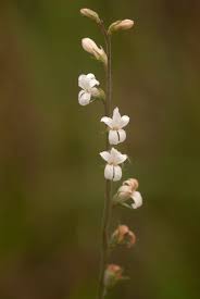 Image result for Cyphia