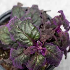 Image result for Gynura