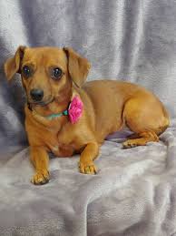 Yet, there is a solution to every problem. Animal Friends Connection Has Dachshund Chihuahua Mix Up For Adoption