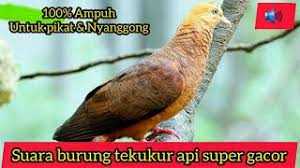Check spelling or type a new query. Suara Burung Tekukur Api Gunung