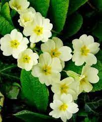 Primula Vulgaris Wild Primrose Primrose Early Nectar Source Plant The Fragrant Wild Or Single Blooms Primrose Plant Spring Flowers Shade Flowers