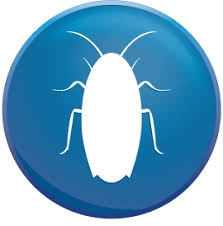 You get a team of roach predators and let them loose in your place to do your pest control for you. Pro 1 Solutions Your Outer Banks Pest Control Elite Home Services