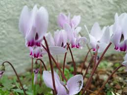 Image result for Cyclamen parviflorum