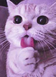 all of the weirdest animal cafes in seoul dewildesalhab武士 weird animals purple animals cute cat wallpaper