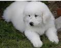Great Pyrenees Puppies for Sale from Reputable Dog Breeders
