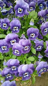 Pin By Paola Tomaselli On Negozio Neviano In Fiore Beautiful Rose Flowers Rose Flower Beautiful Roses