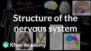 Structure Of The Nervous System Video Khan Academy