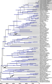 Image result for Dichilus