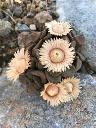 Image result for Aizoaceae