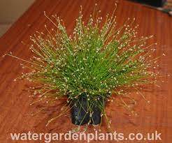 Image result for Isolepis prolifera