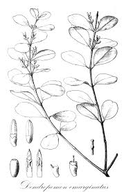 Image result for Oliverella rubroviridis