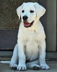 Black And White Labrador Retriever Kona The Labrador Retriever Labrador Retriever Labrador Yellow Labrador Retriever