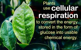It is important to note that each living cell in a plant is located quite close to the surface of the plant and in case of stems, the living cells are arranged in the form of thin layers beneath and inside the bark and have. Cellular Respiration In Plants And Why We Need To Study It Biology Wise