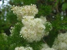 Image result for Asparagus macowanii