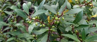 Image result for Maytenus chasei