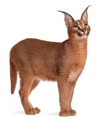 What the caracal lacks in size, it makes up for in incredible abilities. Caracal Caracal Caracal Stockbild Bild Von Katze Getrennt 20252801