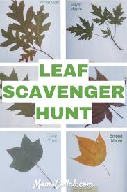 Identifying Leaves Tree Identification Leaf Scavenger Hunt For Kids Preschool Through Middle Sch Fun Fall Activities Autumn Activities For Kids Leaf Lessons