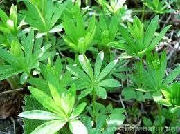 Reichhaltige Nachtcreme Mit Waldmeister Herstellen Kostbare Natur Waldmeister Heilpflanzen Nachtcreme