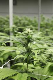 See reviews, photos, directions, phone numbers and more for grow store locations in ann arbor, mi. How To Change Light Cycles In Your Home Garden