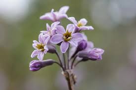 Image result for Tulbaghia acutiloba